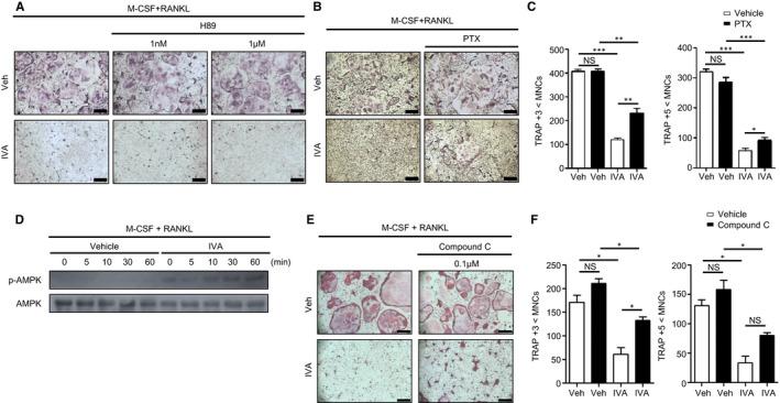 https://cdn.ncbi.nlm.nih.gov/pmc/blobs/6e1e/8093970/1e06309cb182/JCMM-25-4287-g004.jpg