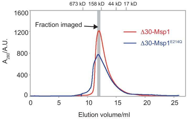 https://cdn.ncbi.nlm.nih.gov/pmc/blobs/6e20/7018516/1b1715bee19e/elife-54031-fig1-figsupp3.jpg