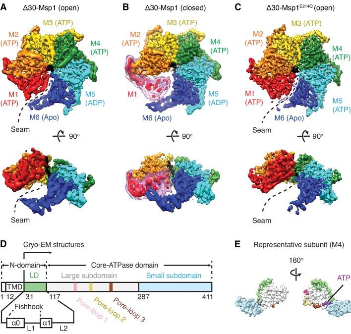 https://cdn.ncbi.nlm.nih.gov/pmc/blobs/6e20/7018516/437118b8a8da/elife-54031-fig1.jpg