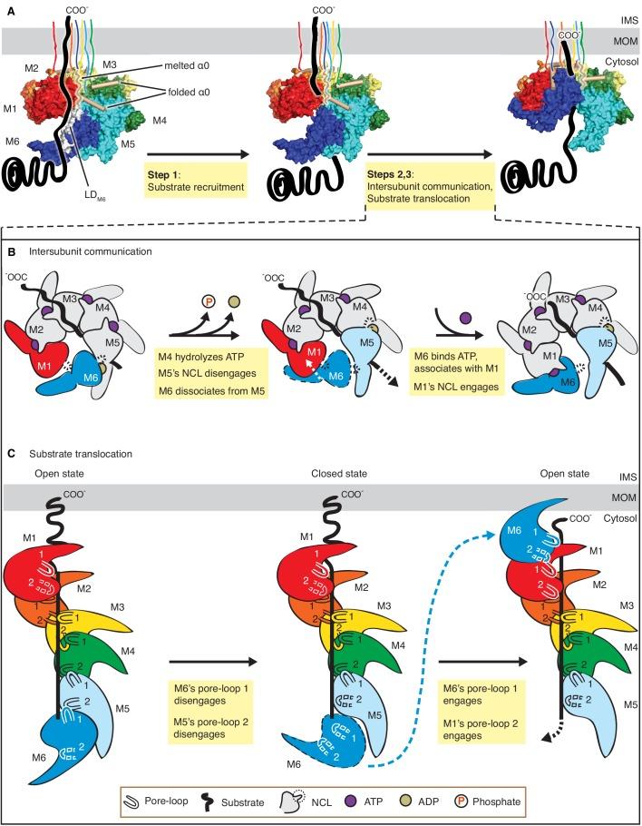 https://cdn.ncbi.nlm.nih.gov/pmc/blobs/6e20/7018516/7ca75a5a3c4b/elife-54031-fig6.jpg