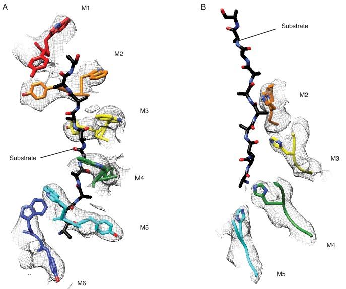 https://cdn.ncbi.nlm.nih.gov/pmc/blobs/6e20/7018516/967838417c4d/elife-54031-fig3-figsupp1.jpg