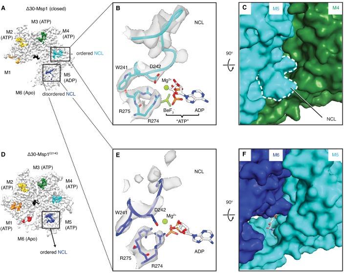 https://cdn.ncbi.nlm.nih.gov/pmc/blobs/6e20/7018516/a09237053cd9/elife-54031-fig5.jpg