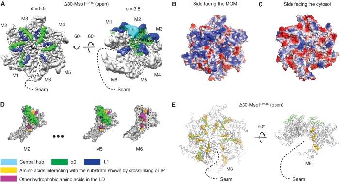 https://cdn.ncbi.nlm.nih.gov/pmc/blobs/6e20/7018516/a870f64cd69a/elife-54031-fig2.jpg