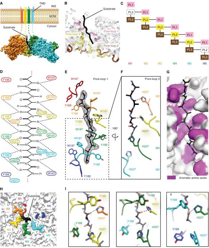 https://cdn.ncbi.nlm.nih.gov/pmc/blobs/6e20/7018516/a901868b77b5/elife-54031-fig3.jpg