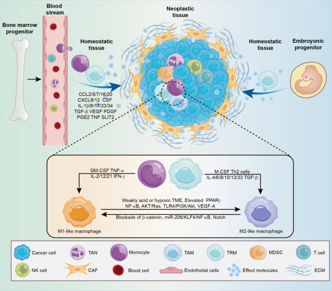 https://cdn.ncbi.nlm.nih.gov/pmc/blobs/6e24/12083052/9c4ad6945985/13046_2025_3377_Fig1_HTML.jpg