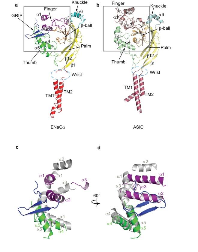 https://cdn.ncbi.nlm.nih.gov/pmc/blobs/6e25/6197857/d649e153ad59/elife-39340-fig5-figsupp1.jpg