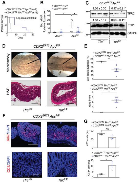 https://cdn.ncbi.nlm.nih.gov/pmc/blobs/6e27/10074045/4d8292a93549/ADVS-10-2207693-g004.jpg