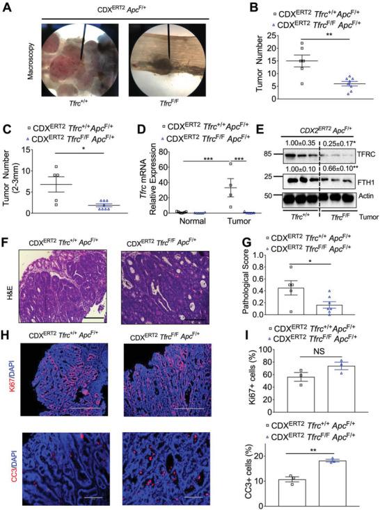 https://cdn.ncbi.nlm.nih.gov/pmc/blobs/6e27/10074045/b53a9e196438/ADVS-10-2207693-g005.jpg