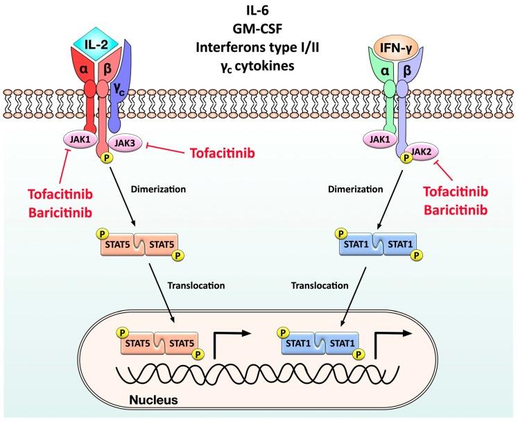 https://cdn.ncbi.nlm.nih.gov/pmc/blobs/6e27/7226834/2d41e93196fe/cells-09-00880-g006.jpg