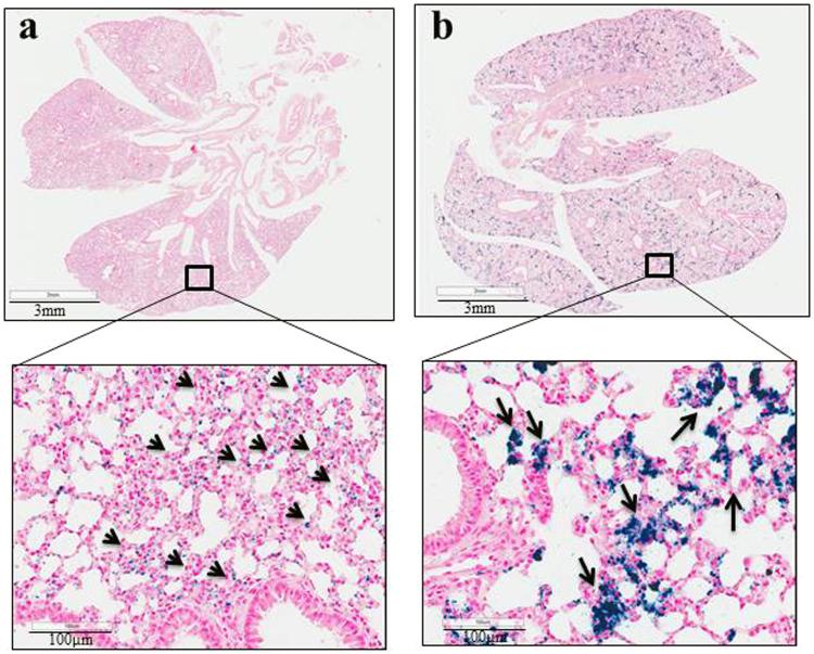 https://cdn.ncbi.nlm.nih.gov/pmc/blobs/6e29/5861066/79d0e700a0ea/41598_2018_23317_Fig6_HTML.jpg