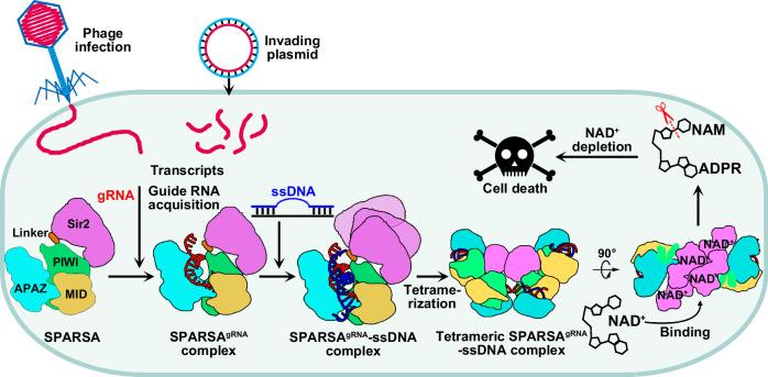 https://cdn.ncbi.nlm.nih.gov/pmc/blobs/6e2a/11452484/80b94a4d046d/41467_2024_52910_Fig5_HTML.jpg