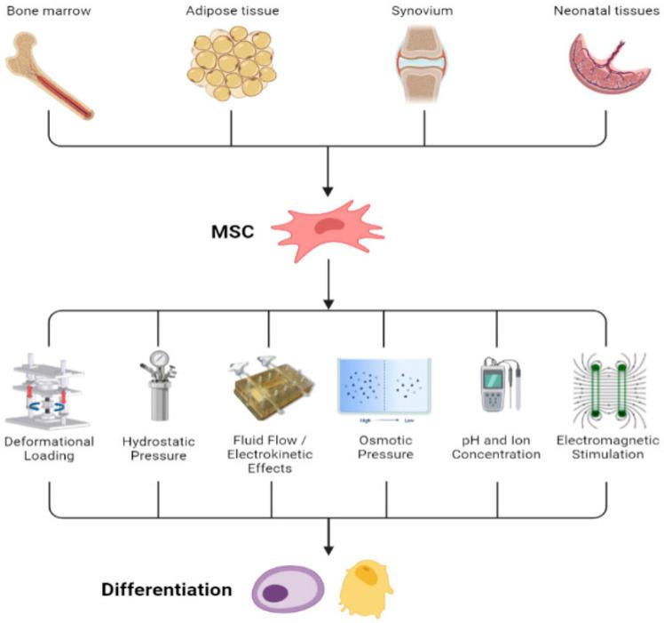 https://cdn.ncbi.nlm.nih.gov/pmc/blobs/6e2b/11672986/4ed11594a200/bioengineering-11-01223-g001.jpg
