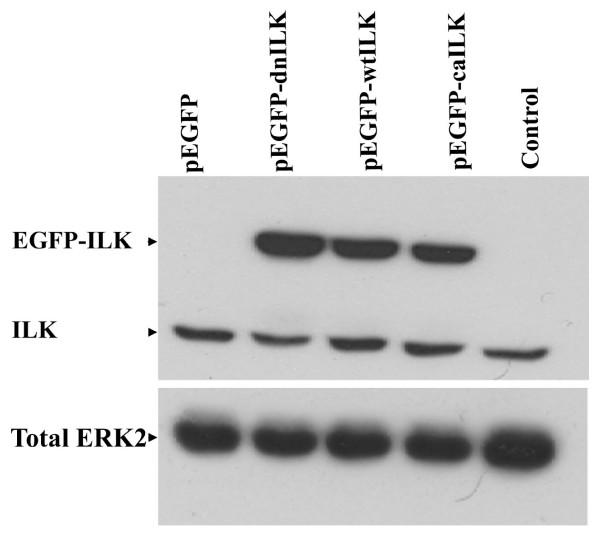 https://cdn.ncbi.nlm.nih.gov/pmc/blobs/6e2e/2695462/161e3073d2b8/1477-7827-7-51-4.jpg