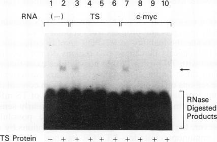 https://cdn.ncbi.nlm.nih.gov/pmc/blobs/6e30/358371/7ca93d8ec3ca/molcellb00001-0237-a.jpg