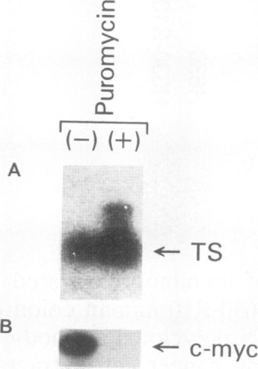 https://cdn.ncbi.nlm.nih.gov/pmc/blobs/6e30/358371/d35d8b675052/molcellb00001-0236-b.jpg