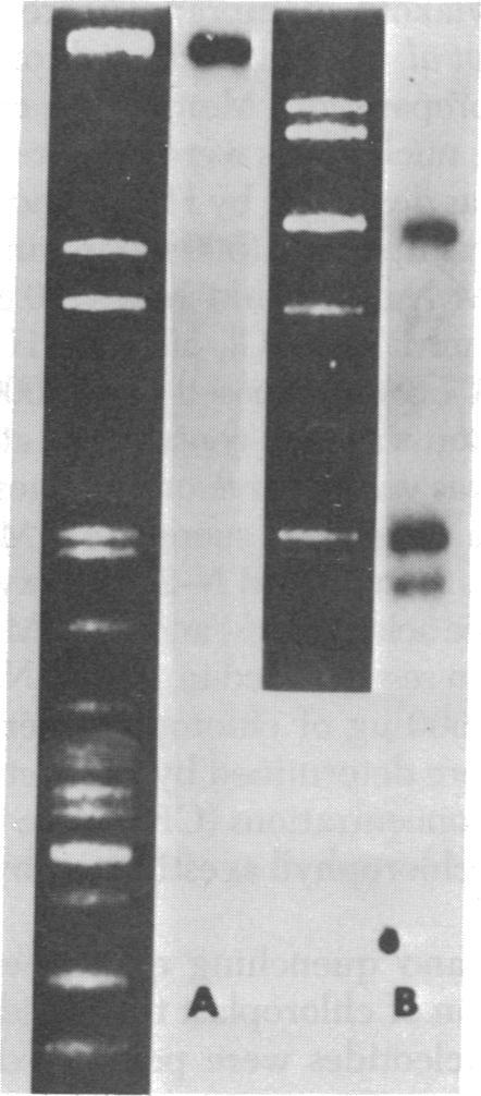 https://cdn.ncbi.nlm.nih.gov/pmc/blobs/6e31/431441/cfcaad07ce70/pnas00042-0067-a.jpg