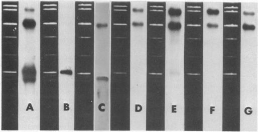 https://cdn.ncbi.nlm.nih.gov/pmc/blobs/6e31/431441/dd193bbc71c4/pnas00042-0066-a.jpg