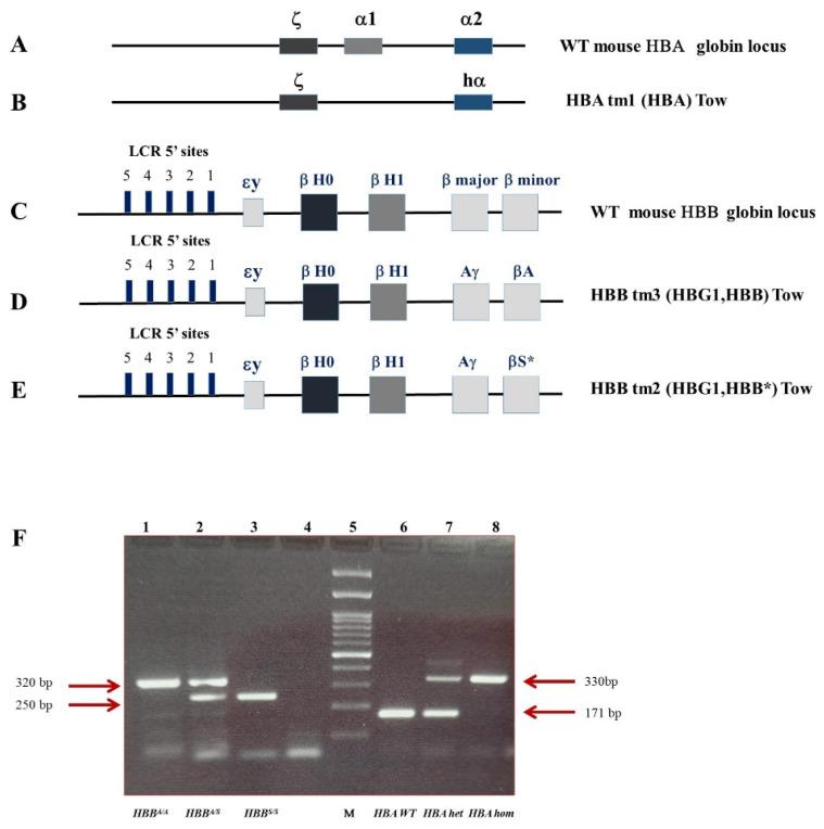 https://cdn.ncbi.nlm.nih.gov/pmc/blobs/6e33/10341605/91ba25142596/ijms-24-10452-g005.jpg