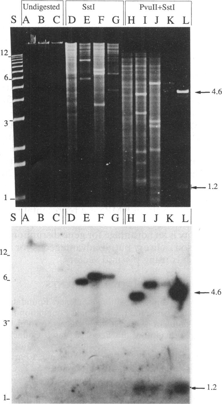https://cdn.ncbi.nlm.nih.gov/pmc/blobs/6e33/205315/394f82ae10a3/jbacter00025-0295-a.jpg
