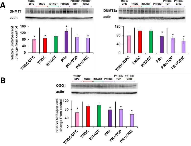 https://cdn.ncbi.nlm.nih.gov/pmc/blobs/6e33/5559168/63f2291d046c/aging-09-1660-g006.jpg