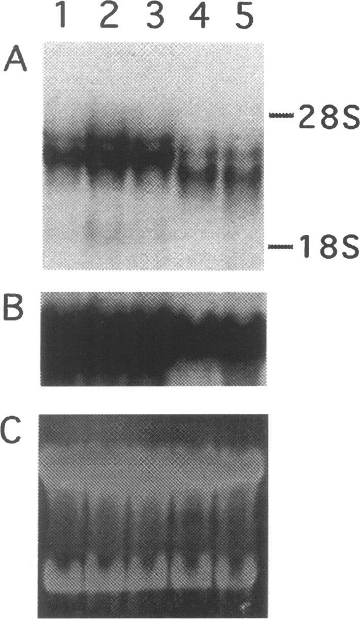 https://cdn.ncbi.nlm.nih.gov/pmc/blobs/6e34/1858325/33a7573d716e/amjpathol00030-0218-a.jpg