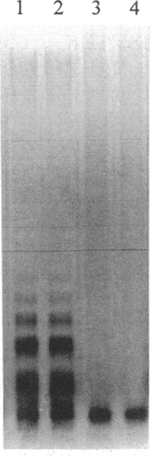 https://cdn.ncbi.nlm.nih.gov/pmc/blobs/6e36/197055/d4e82a009a91/jbacter00040-0099-a.jpg