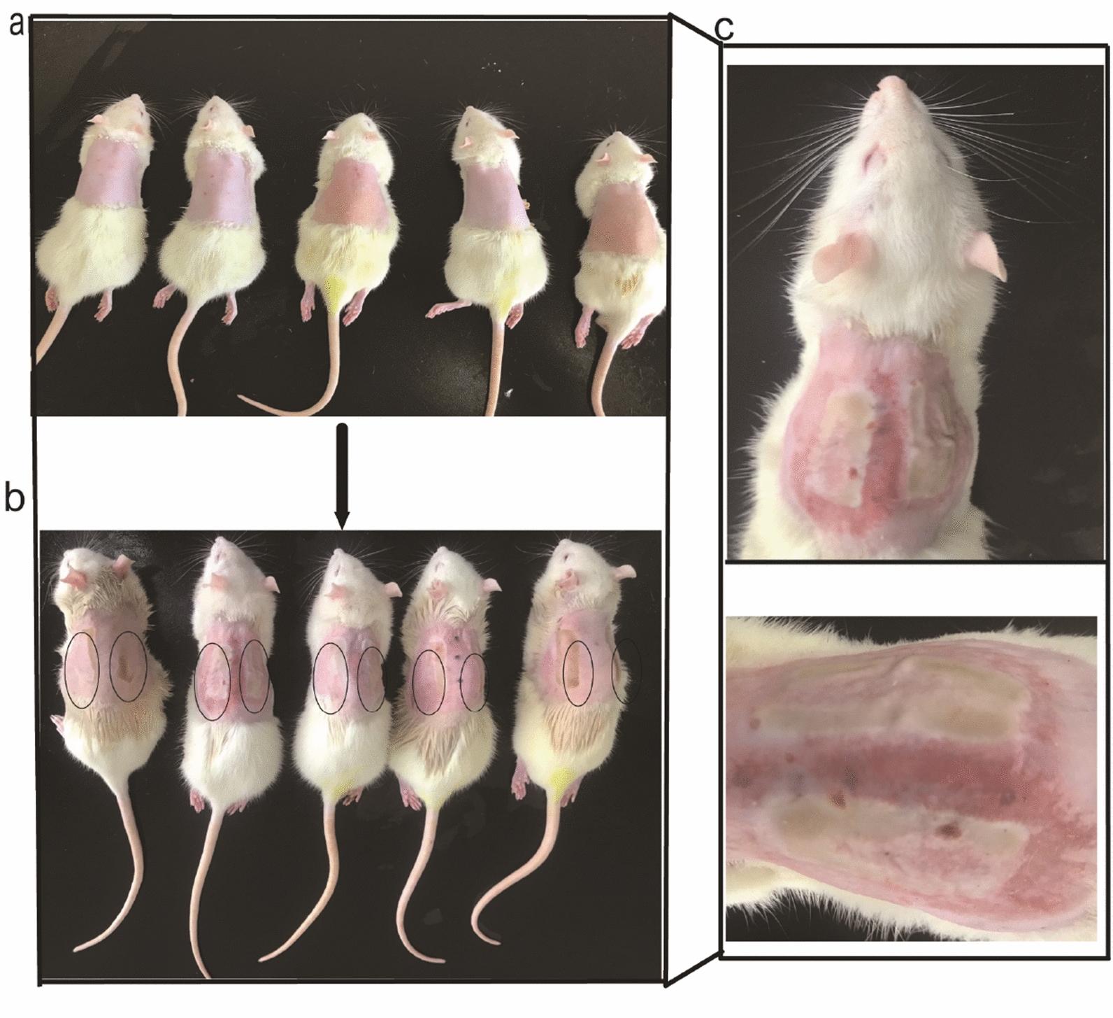 https://cdn.ncbi.nlm.nih.gov/pmc/blobs/6e39/8214283/8286ee495368/13020_2021_455_Fig3_HTML.jpg