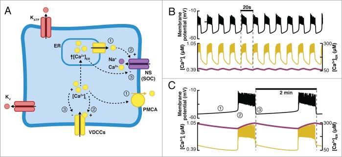 https://cdn.ncbi.nlm.nih.gov/pmc/blobs/6e45/4292577/cb9f85252373/kisl-06-e949195-g005.jpg