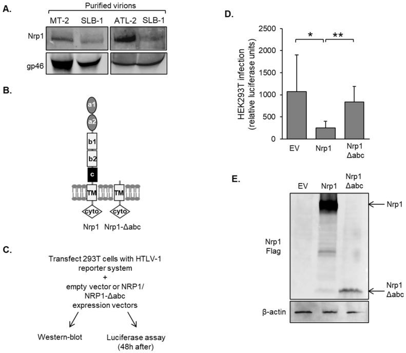 https://cdn.ncbi.nlm.nih.gov/pmc/blobs/6e48/10305173/1eee0512b3f3/pathogens-12-00831-g007.jpg