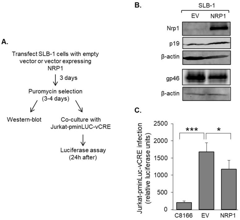 https://cdn.ncbi.nlm.nih.gov/pmc/blobs/6e48/10305173/2944a7a00f7a/pathogens-12-00831-g006.jpg