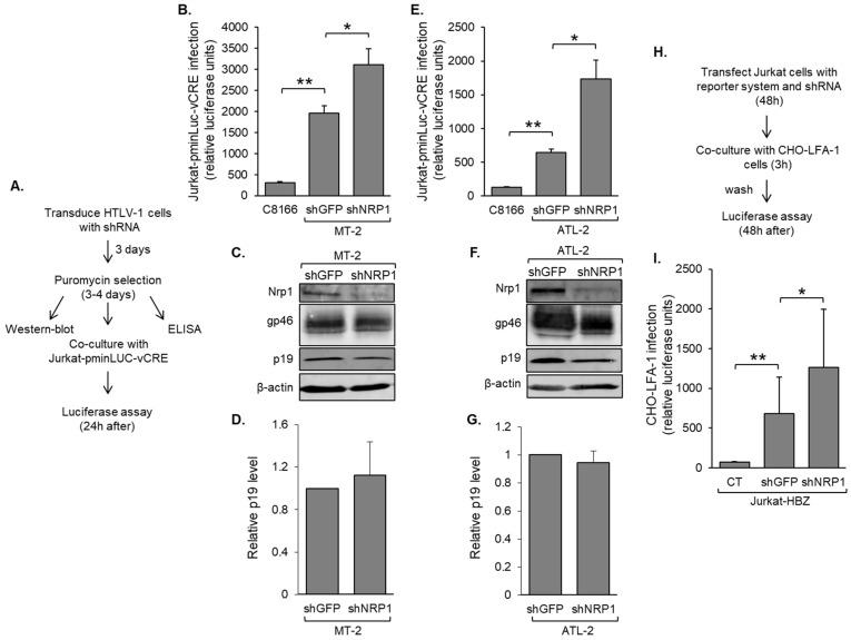 https://cdn.ncbi.nlm.nih.gov/pmc/blobs/6e48/10305173/9fdfa0da4709/pathogens-12-00831-g005.jpg