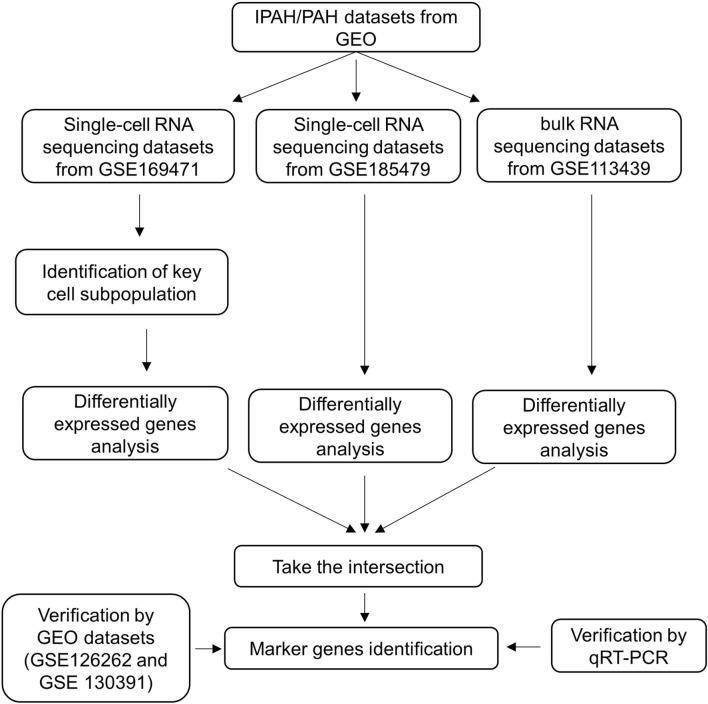https://cdn.ncbi.nlm.nih.gov/pmc/blobs/6e48/10995363/ecf90ef903c0/fgene-15-1328234-g001.jpg