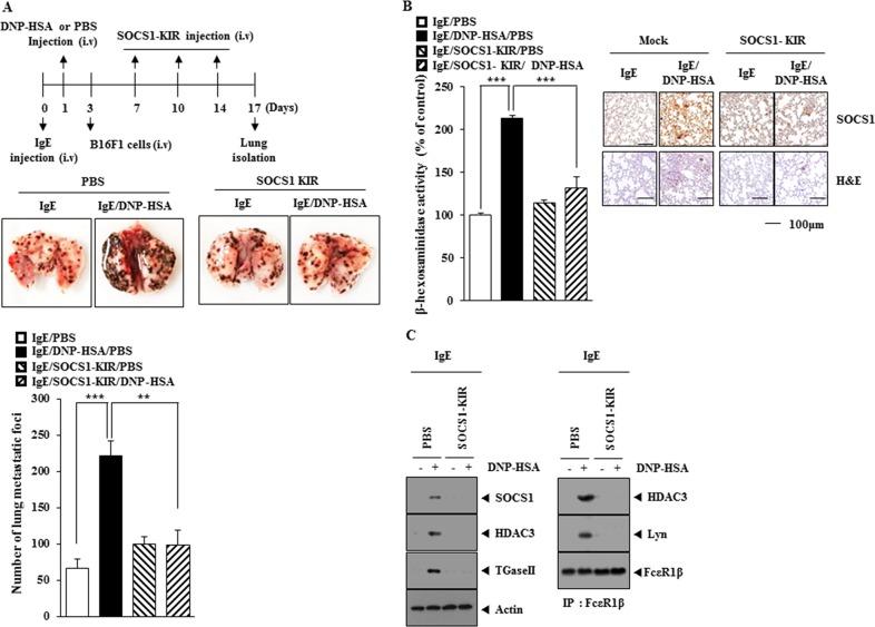 https://cdn.ncbi.nlm.nih.gov/pmc/blobs/6e49/5609911/40fa7dae4947/oncotarget-08-63155-g009.jpg