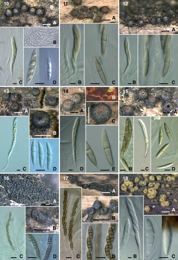 https://cdn.ncbi.nlm.nih.gov/pmc/blobs/6e4f/2816968/0f2a3e95df6a/103fig10_18.jpg