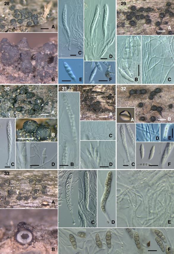https://cdn.ncbi.nlm.nih.gov/pmc/blobs/6e4f/2816968/d9c02724861e/103fig28_33.jpg