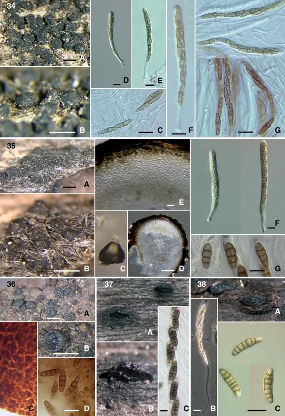 https://cdn.ncbi.nlm.nih.gov/pmc/blobs/6e4f/2816968/f341c0554d1f/103fig34_38.jpg