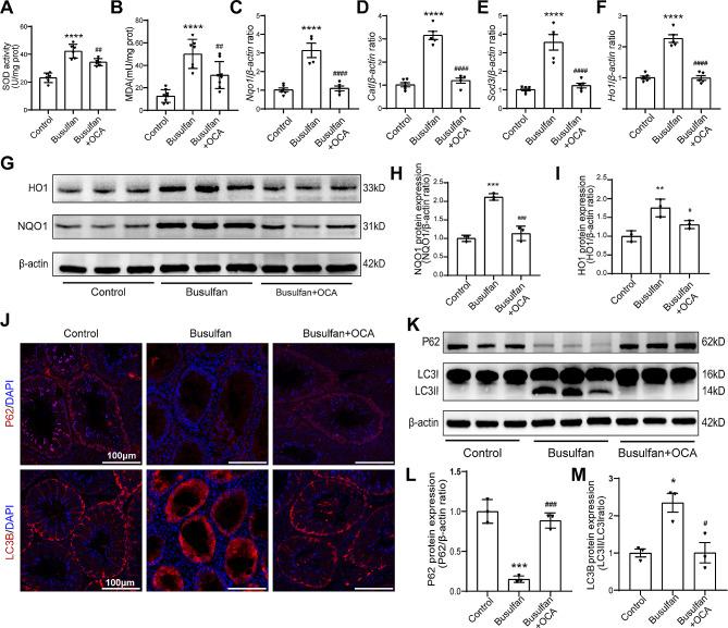 https://cdn.ncbi.nlm.nih.gov/pmc/blobs/6e52/11165768/5d4c89a70b0d/12944_2024_2157_Fig4_HTML.jpg