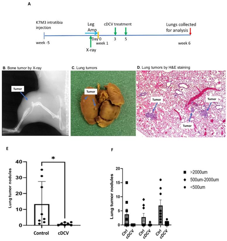 https://cdn.ncbi.nlm.nih.gov/pmc/blobs/6e53/11482638/789408a998eb/cancers-16-03251-g003.jpg