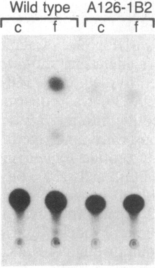 https://cdn.ncbi.nlm.nih.gov/pmc/blobs/6e58/386573/6d69c9543fe5/pnas00322-0028-a.jpg