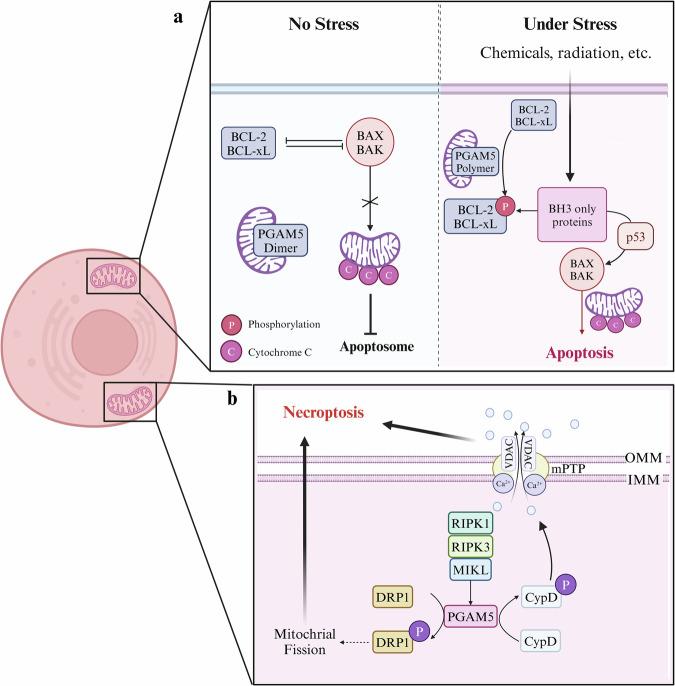 https://cdn.ncbi.nlm.nih.gov/pmc/blobs/6e59/11873181/1ab308c31c8b/12276_2025_1391_Fig3_HTML.jpg