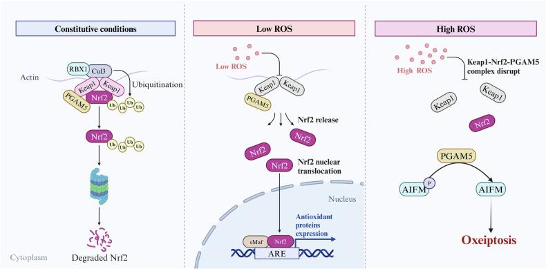 https://cdn.ncbi.nlm.nih.gov/pmc/blobs/6e59/11873181/5888e5a87b1d/12276_2025_1391_Fig4_HTML.jpg
