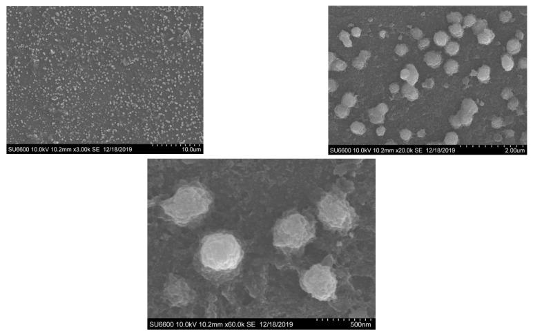 https://cdn.ncbi.nlm.nih.gov/pmc/blobs/6e5d/12292630/c412c7be0759/biology-14-00904-g005.jpg