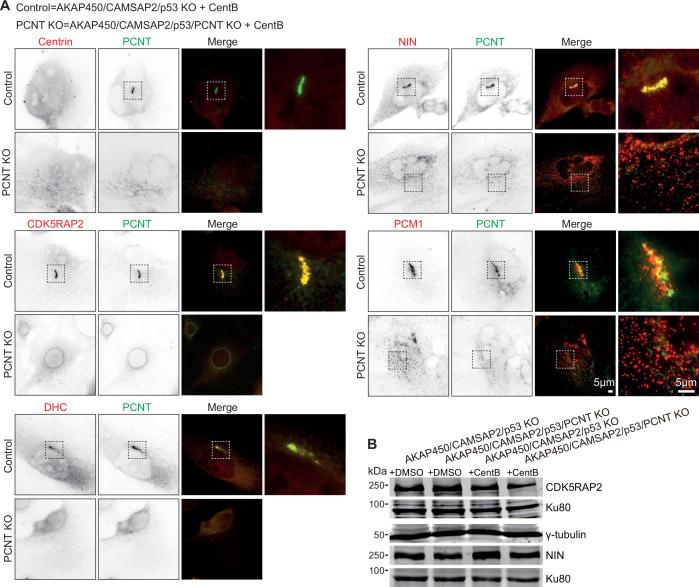 https://cdn.ncbi.nlm.nih.gov/pmc/blobs/6e5f/9307276/039f992c67e2/elife-77892-fig2-figsupp4.jpg