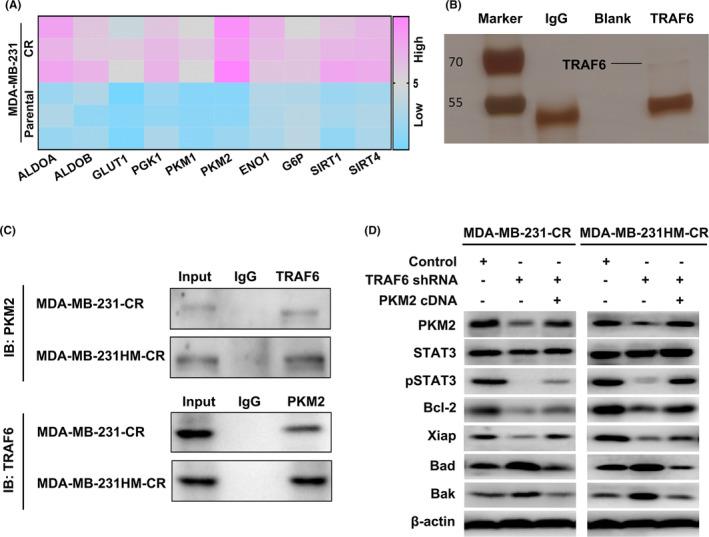 https://cdn.ncbi.nlm.nih.gov/pmc/blobs/6e64/10587986/fa1dfecdccd9/CAM4-12-19807-g002.jpg