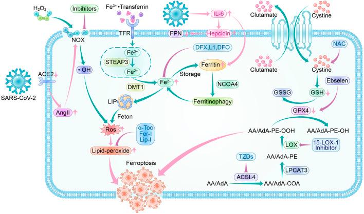 https://cdn.ncbi.nlm.nih.gov/pmc/blobs/6e65/10250669/53d31cd9f9b2/fgene-14-1187985-g005.jpg