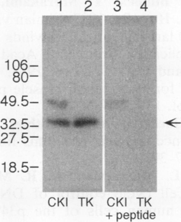 https://cdn.ncbi.nlm.nih.gov/pmc/blobs/6e66/359005/9b74c5a038a7/molcellb00014-0493-a.jpg