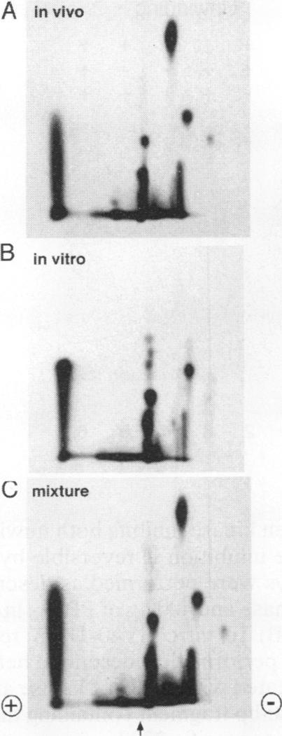 https://cdn.ncbi.nlm.nih.gov/pmc/blobs/6e66/359005/db6de1d6f498/molcellb00014-0491-a.jpg