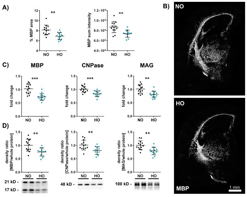 https://cdn.ncbi.nlm.nih.gov/pmc/blobs/6e67/11941478/2fbf58d34909/cells-14-00443-g001.jpg