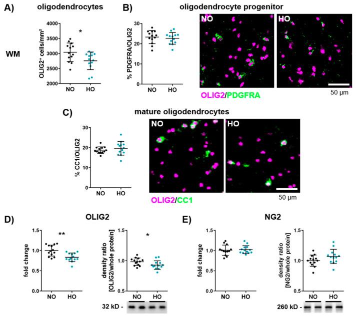 https://cdn.ncbi.nlm.nih.gov/pmc/blobs/6e67/11941478/9e95bd9e1df1/cells-14-00443-g002.jpg