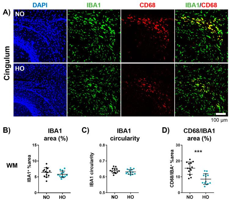 https://cdn.ncbi.nlm.nih.gov/pmc/blobs/6e67/11941478/d2950f98cb14/cells-14-00443-g003.jpg